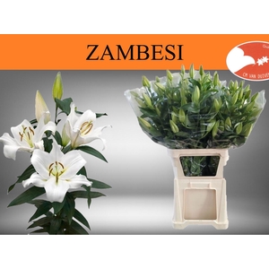 LI OT ZAMBESI