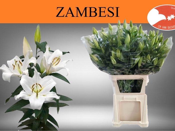 <h4>LI OT ZAMBESI</h4>