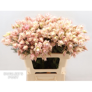 Serruria Ayoba Satin Star 6 PLUS BLOEMEN