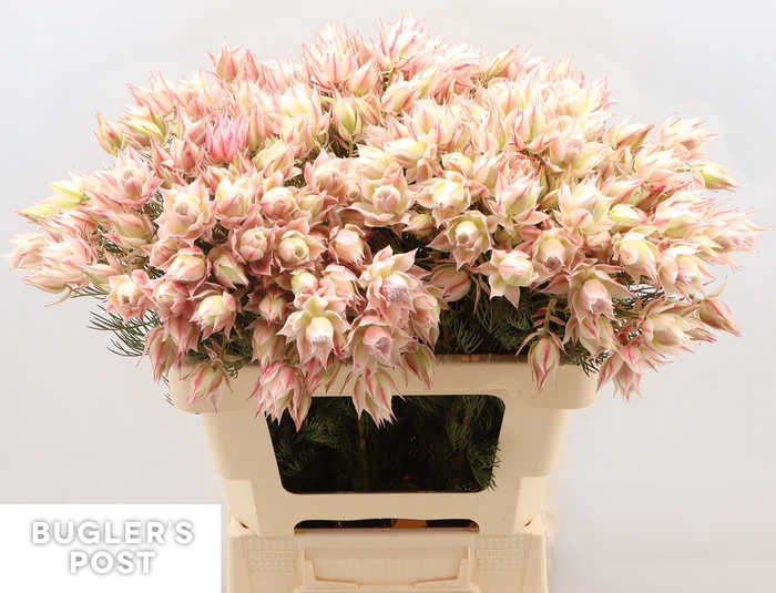 <h4>Serruria Ayoba Satin Star 6 PLUS BLOEMEN</h4>