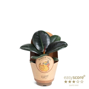 FICUS ELASTICA P9 SOFIA COVER