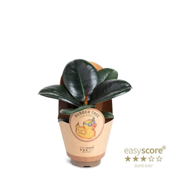 <h4>FICUS ELASTICA P9 SOFIA</h4>