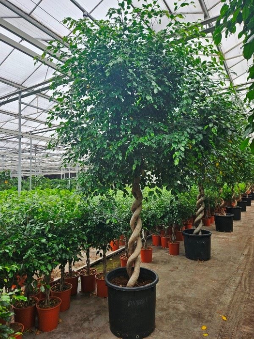 <h4>Ficus Exotica</h4>