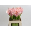Zantedeschia Eydolls Pink