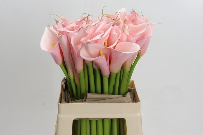 <h4>Zantedeschia Eydolls Pink</h4>