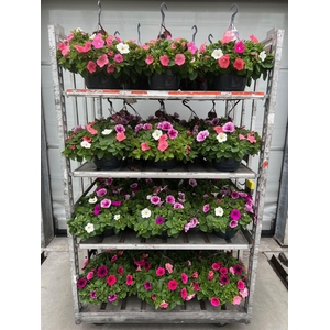 Petunia   ...mix in pot