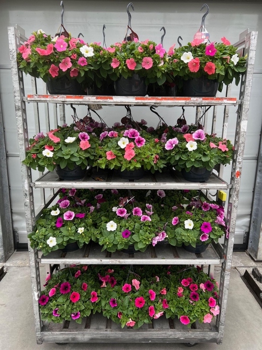 <h4>Petunia ...mix in pot</h4>