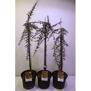 arr8 Coton S Coral Beauty