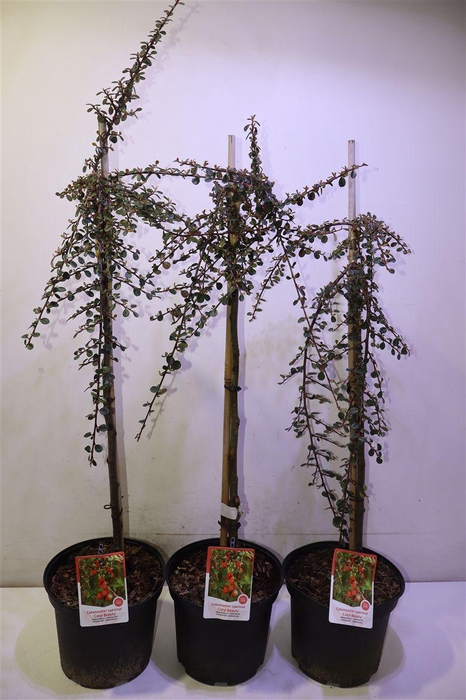 <h4>arr8 Coton S Coral Beauty</h4>