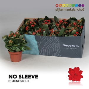 Kalanchoe No Sleeve - Red with glitter - kerst