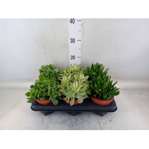 Crassula   ...mix