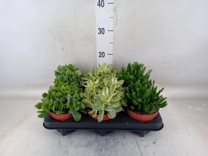 <h4>Crassula   ...mix</h4>