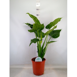 Alocasia   ...mix