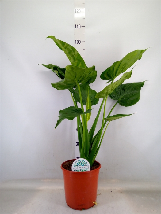 <h4>Alocasia   ...mix</h4>