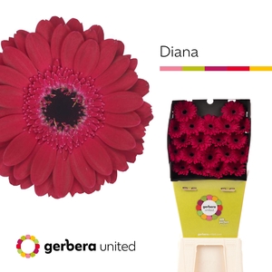 Germini Diana Diamond