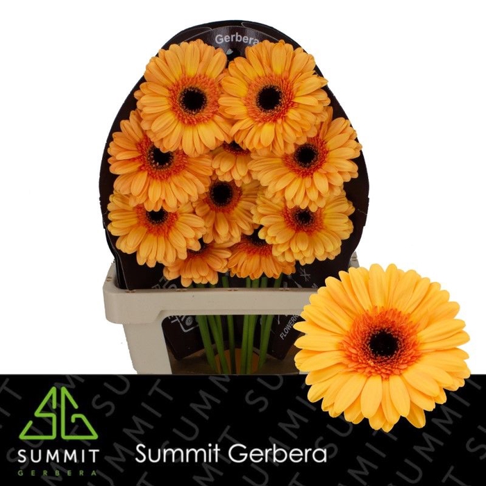 <h4>Gerbera Jetset Flowerracket</h4>