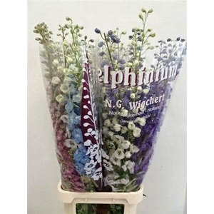 Delph Du Gem 120cm!