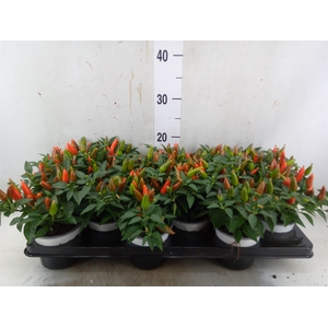 Capsicum annuum 'Favorit Orange'