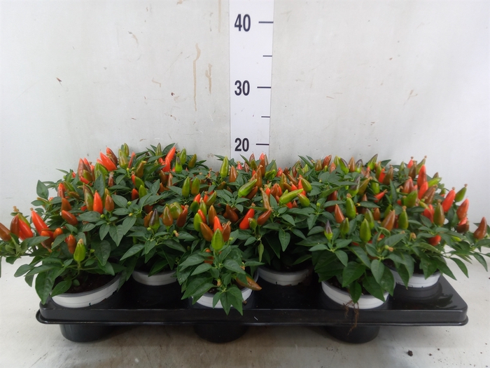 <h4>Capsicum annuum 'Favorit Orange'</h4>