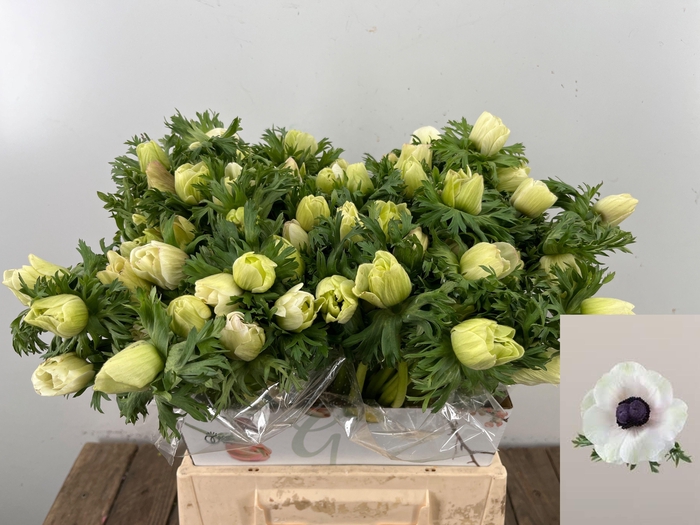 <h4>ANEM CO MAR PANDA</h4>