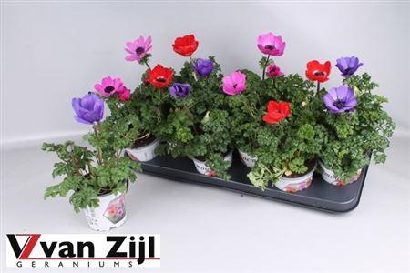 arr8 Anem Co Harm Gem