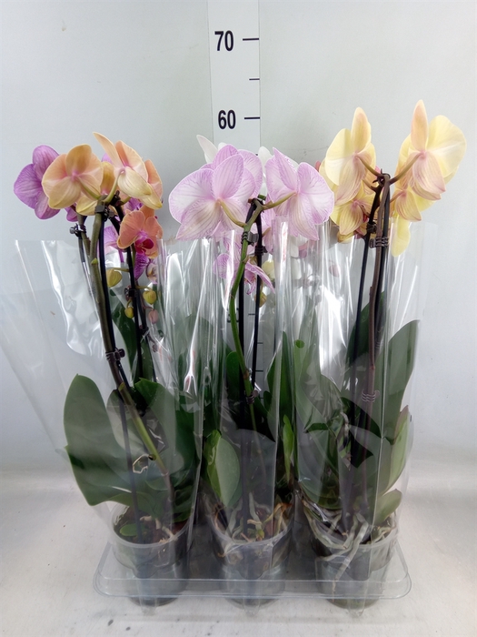 <h4>Phalaenopsis  'Elegant Cascade'</h4>