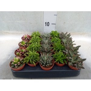 Succulents   ...