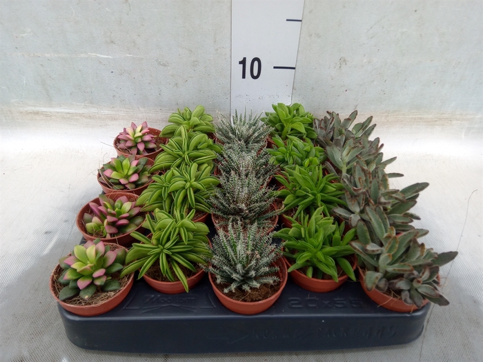 <h4>Succulents   ...</h4>