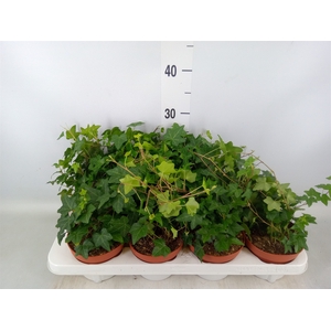 Hedera   ...green leafed