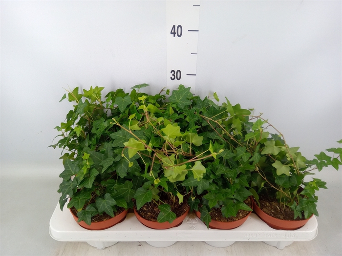 <h4>Hedera   ...green leafed</h4>