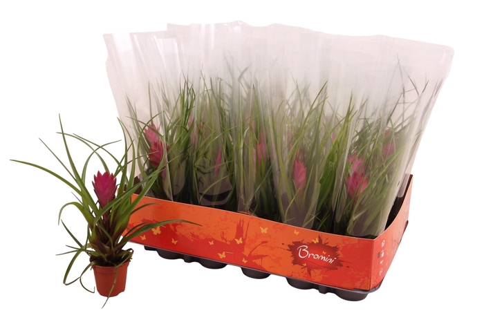 <h4>TILL CYANEA</h4>