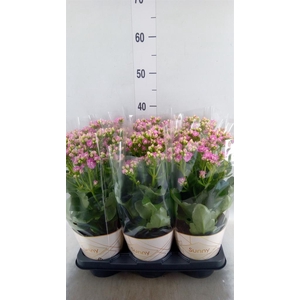 Kalanchoe  'RoseFlow Graceful Pink'