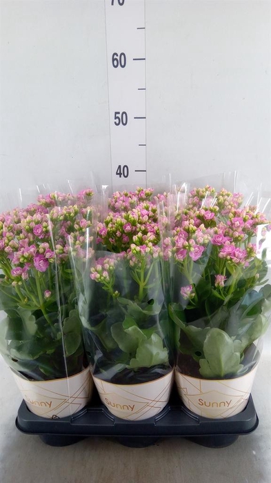 <h4>Kalanchoe  'RoseFlow Graceful Pink'</h4>