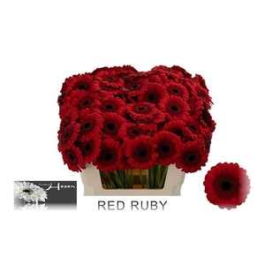 GE MI RED RUBY