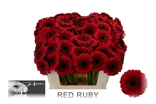 <h4>GE MI RED RUBY</h4>