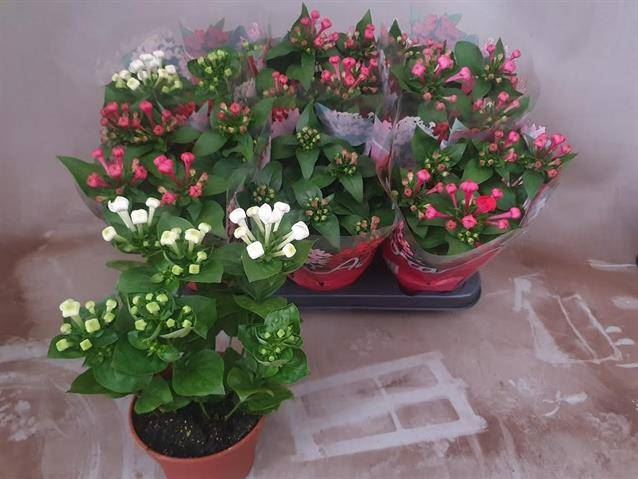 <h4>Bouvardia Amora gemengd</h4>