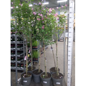 Hibiscus syriacus