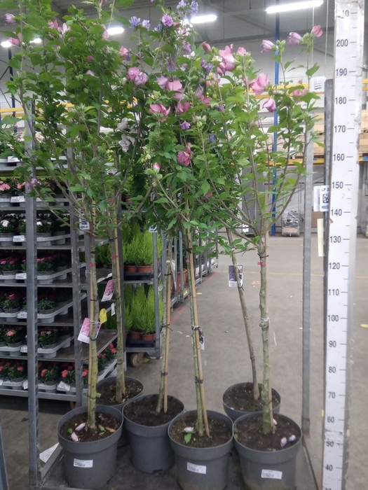 <h4>Hibiscus syriacus</h4>