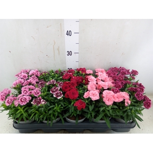 Dianthus  'Oscar'   ...mix