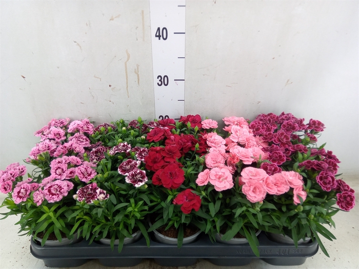 <h4>Dianthus  'Oscar'   ...mix</h4>