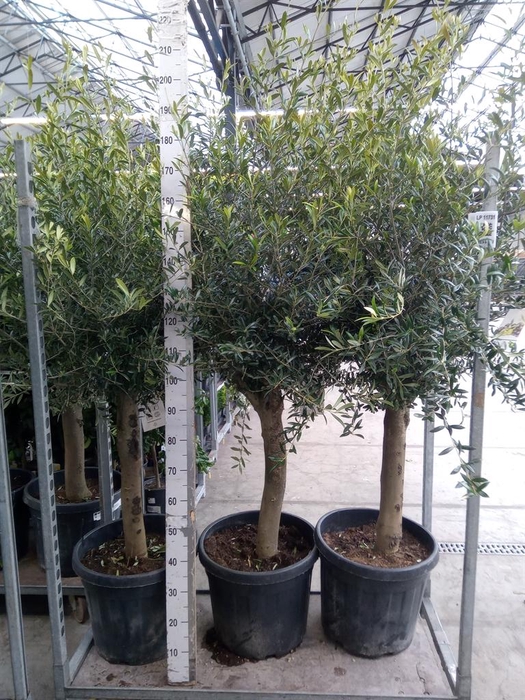 <h4>Olea europaea</h4>