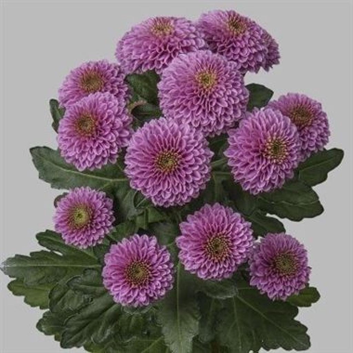 <h4>CHR SAN DORIA</h4>