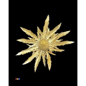 Eryngium Gold