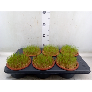 Hordeum sp.   ...kattegras zaai
