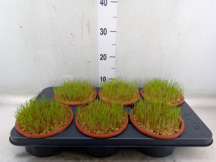 <h4>Hordeum sp.   ...kattegras zaai</h4>