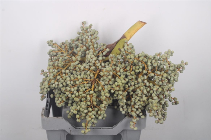 Dadels 5 Kilo Per Stuk