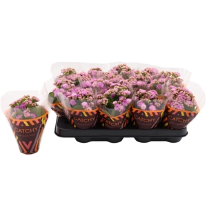 Kalanchoe Double Pink