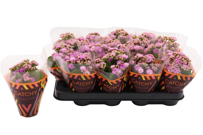 <h4>Kalanchoe Double Pink</h4>