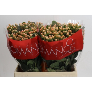 Hypericum Mellow Romance