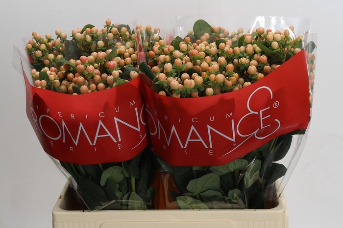 Hypericum Mellow Romance